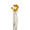Craspedia geel - 40-50 cm