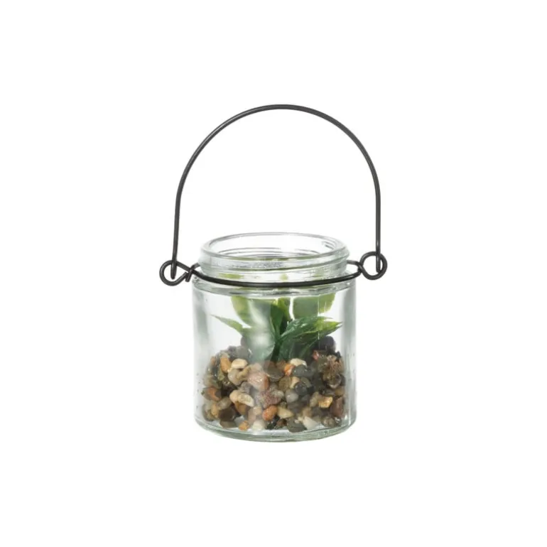 Vetplantje in glas - ø6x6.7 cm